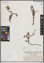 Foto von Salix breviserrata Flod.